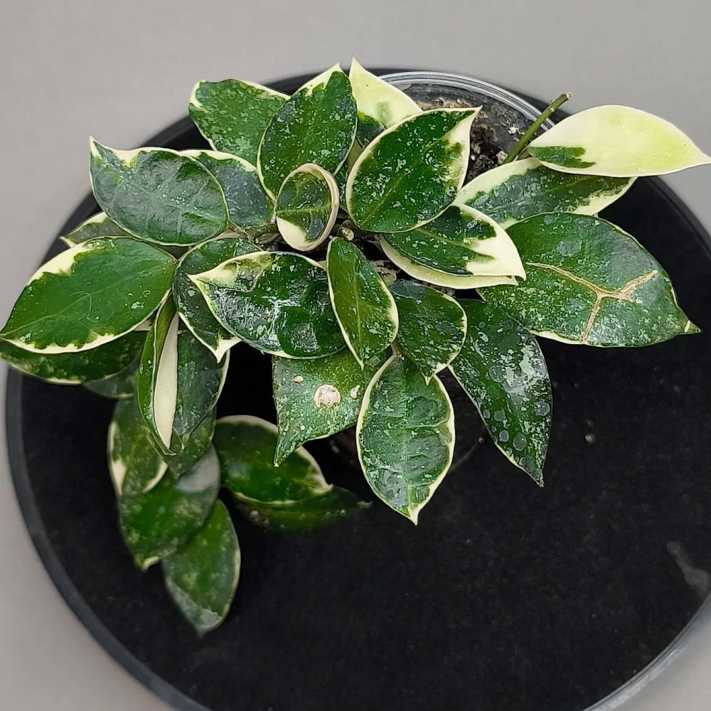 Hoya lacunosa 'Asami' splash