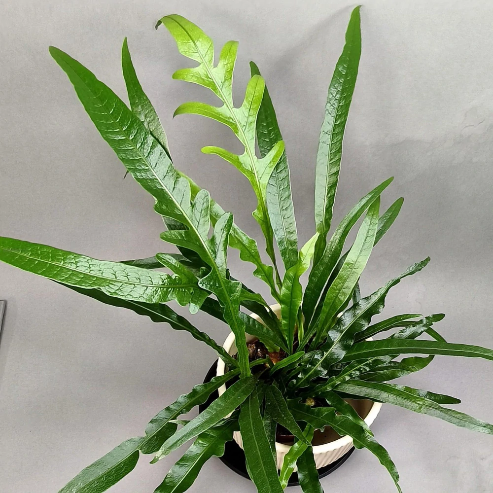 Aglaomorpha Snake Leaf