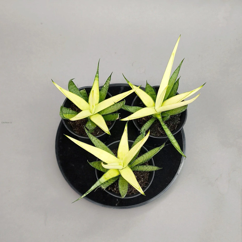 Sansevieria Comet Chrysanta Lemon