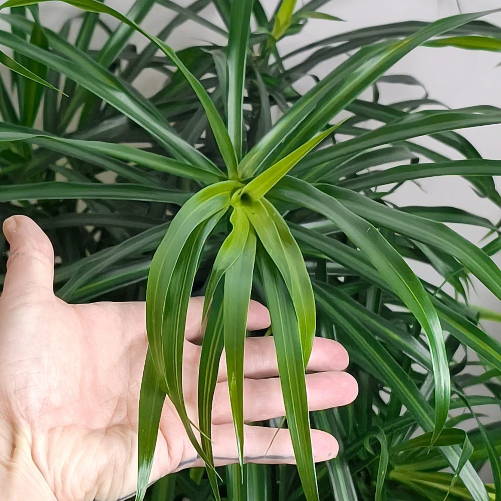 Dracaena Anita - Dračí strom 