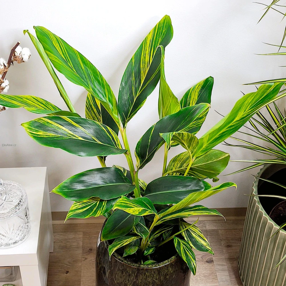 Alpinia zerumbet "Variegata"