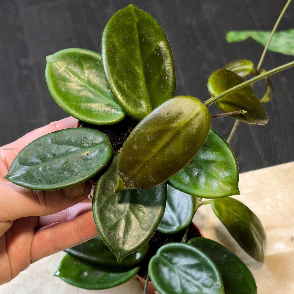Hoya Vangviengiensis řízek k zakořenění