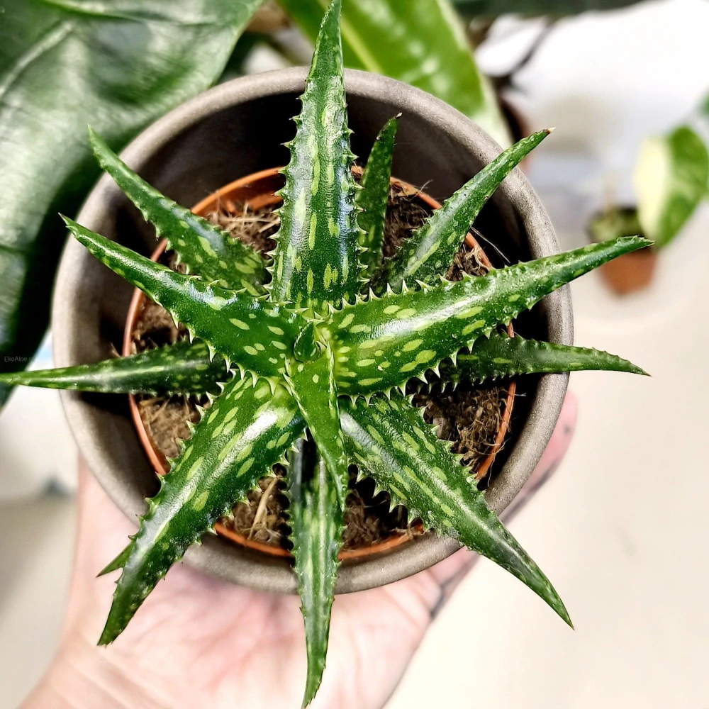 Aloe jucunda