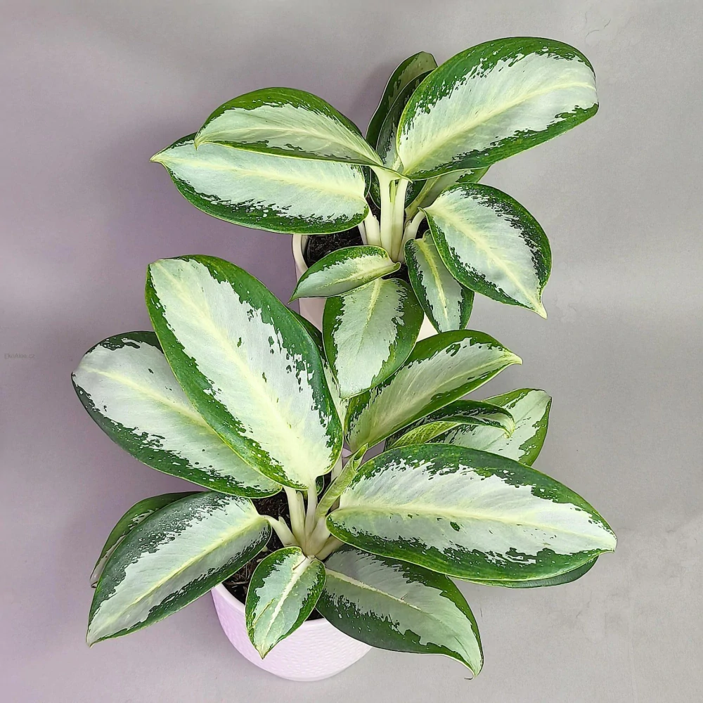 Aglaonema Silver Moon