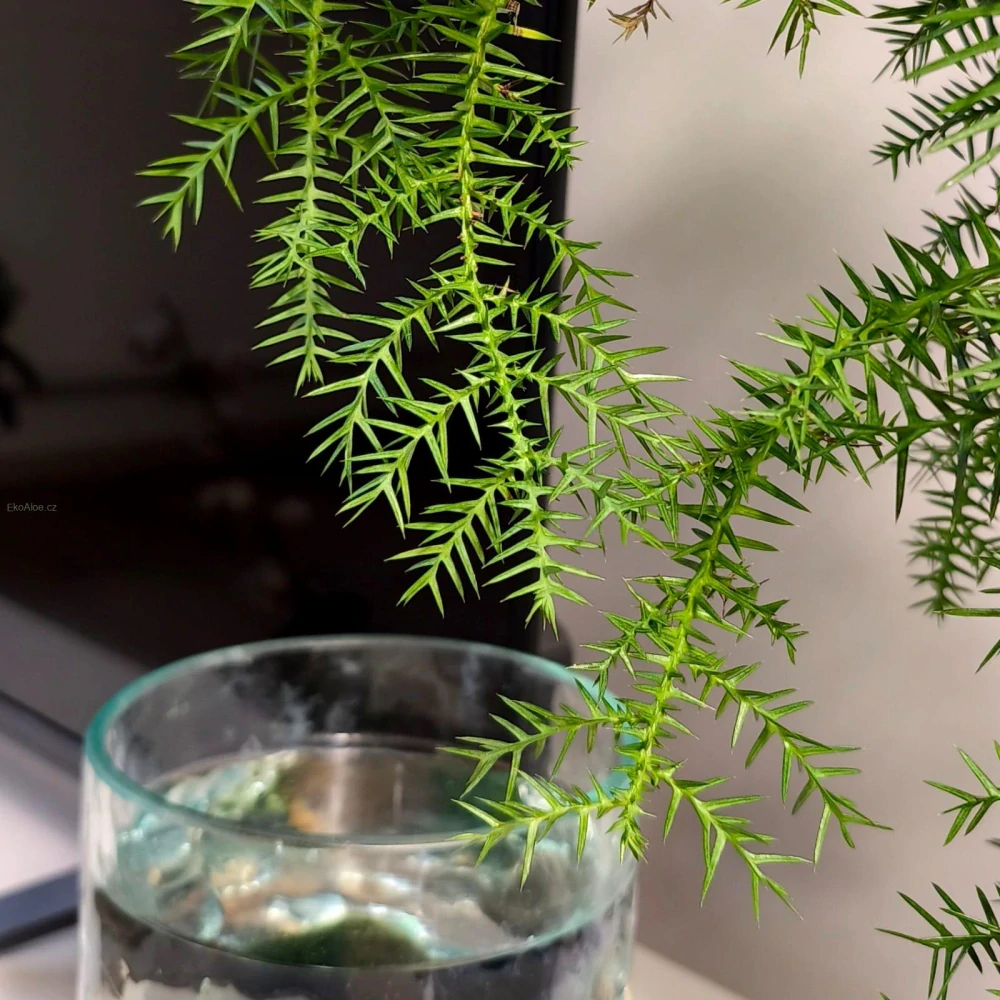 Araucaria Cunninghamii Bonsai