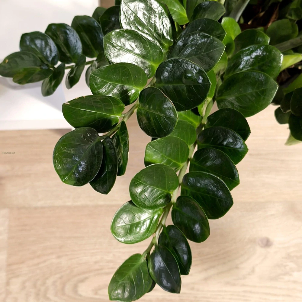 Zamioculcas zamiifolia Lucky XL