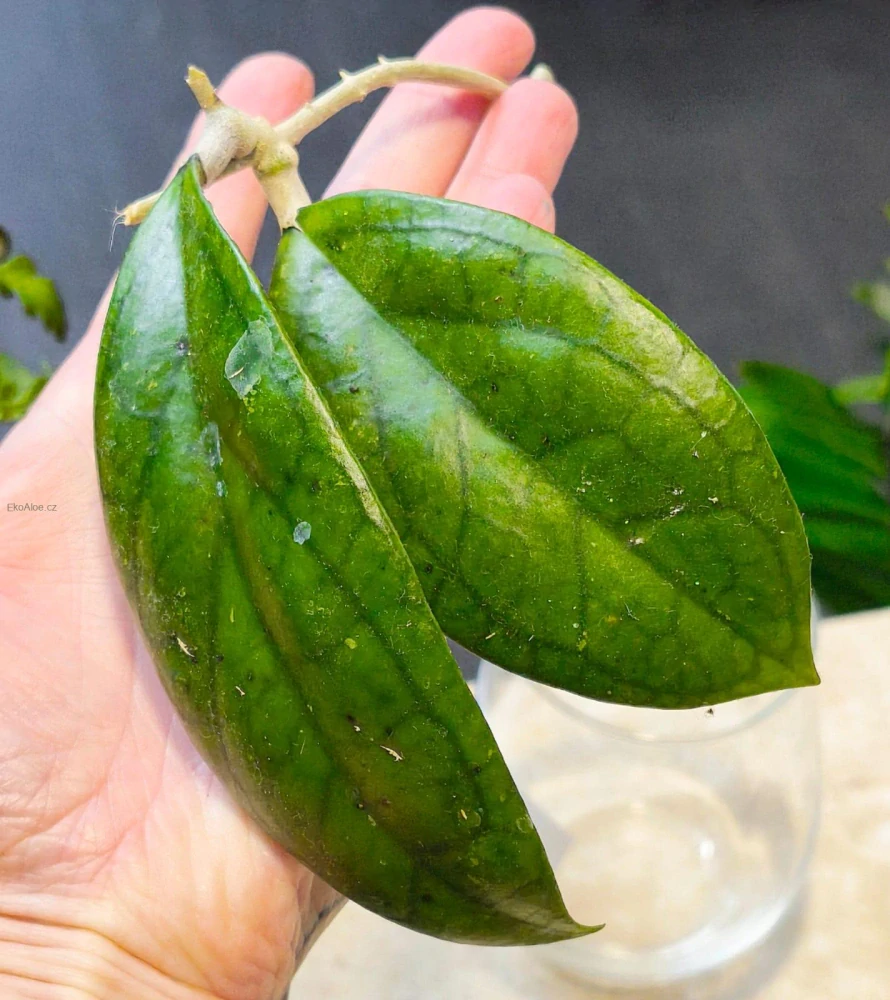 Hoya cv. Jenifer Řízek