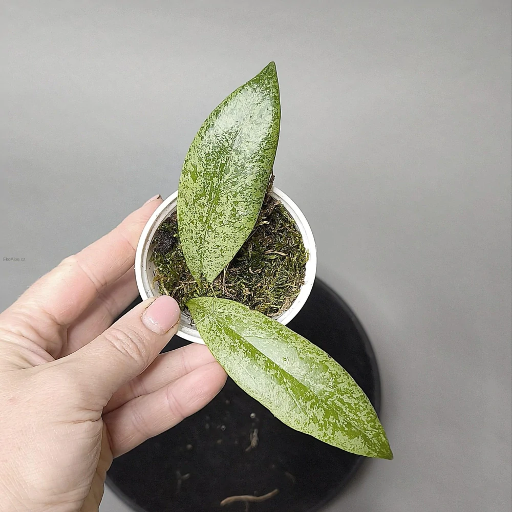Hoya Jita silver