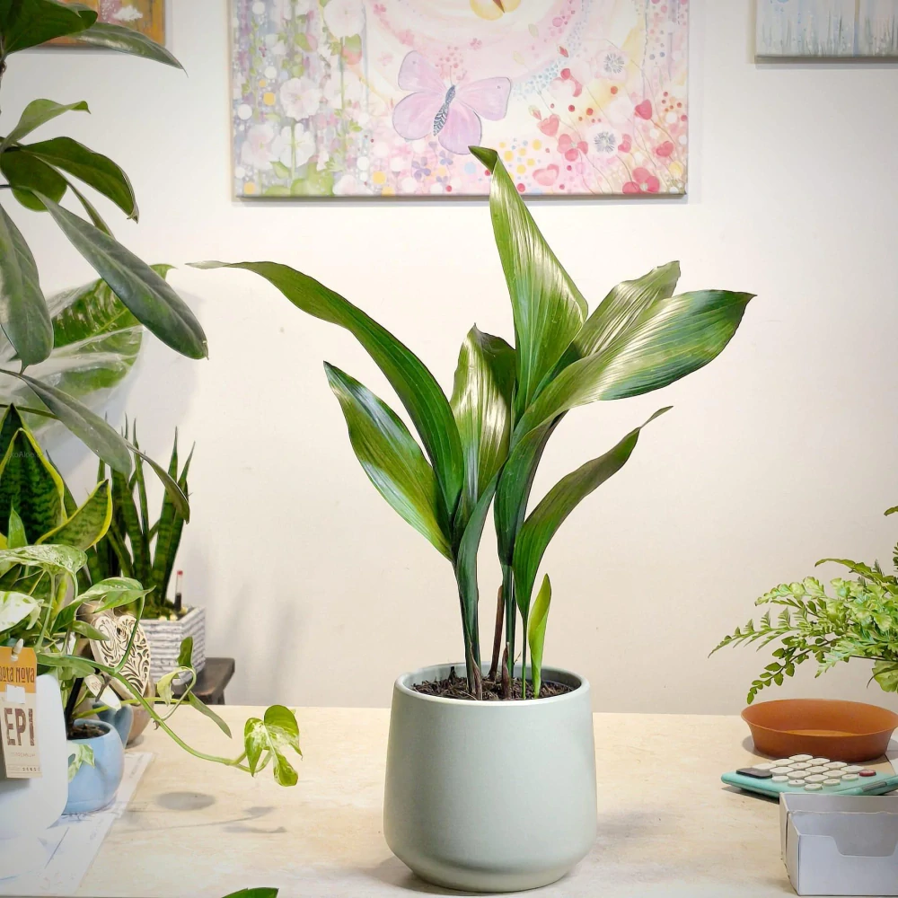 Aspidistra elatior. Kořenokvětka
