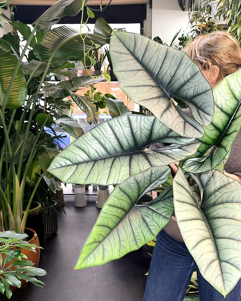 Alocasia Platinum XXL