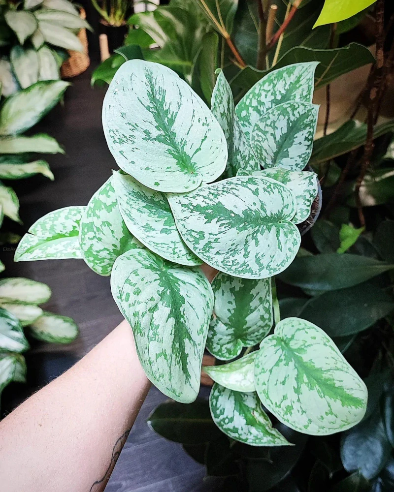Scindapsus pictus Trebie Exotika