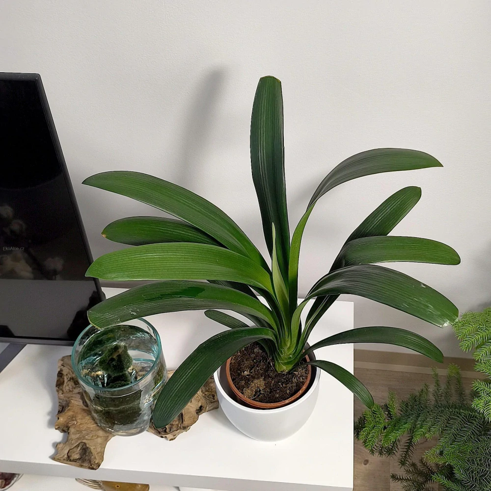 Clivia miniata