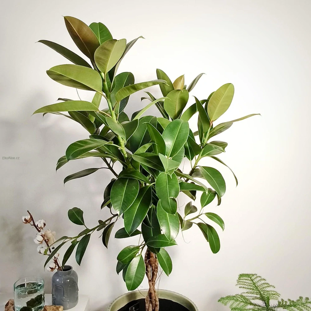 Ficus elastica Melany na stonku XXL