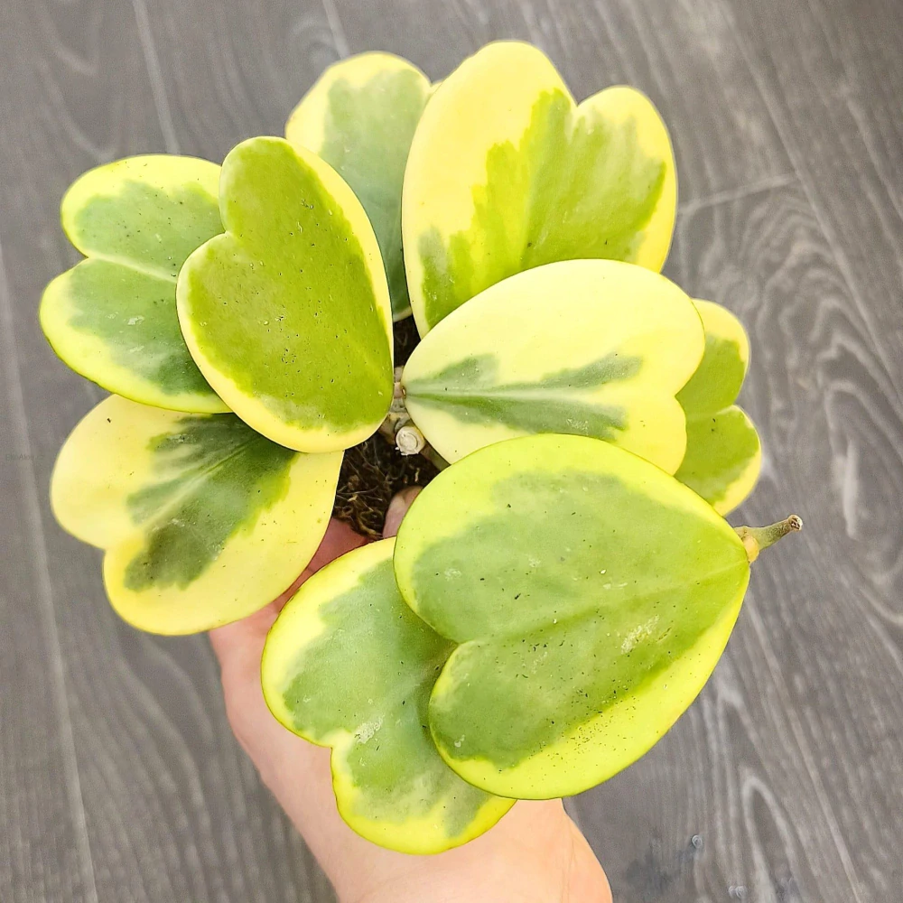 Hoya kerrii Albomarginata