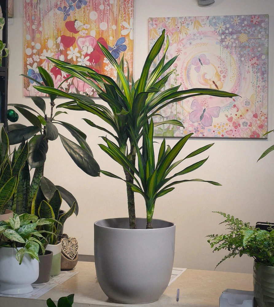 Dracaena Rikki