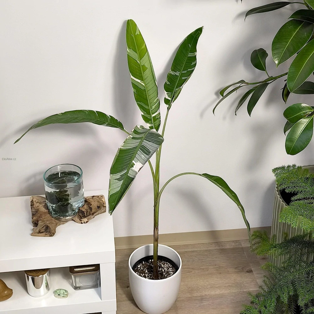 Musa florida variegata