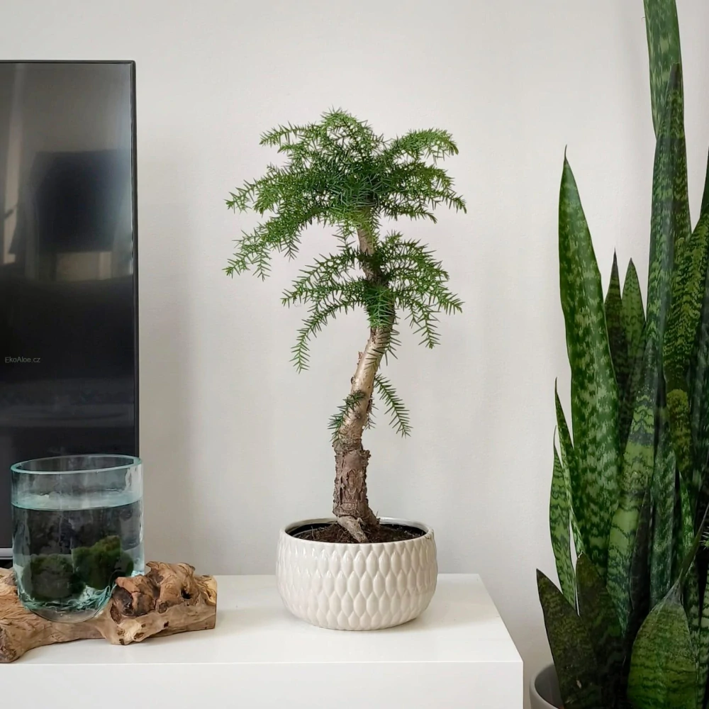 Araucaria Cunninghamii Bonsai