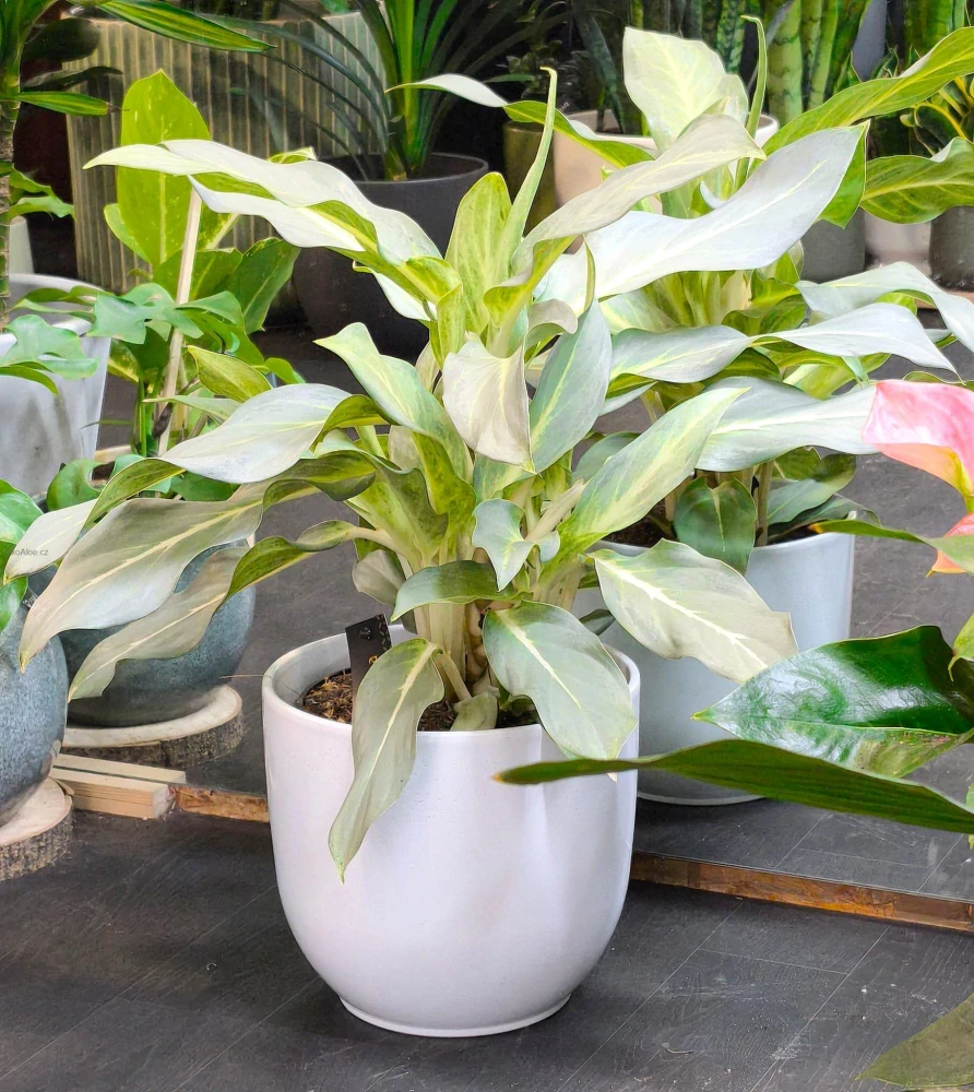 Aglaonema Ghost