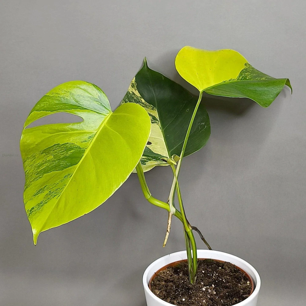 Monstera Aurea (Marmorata)