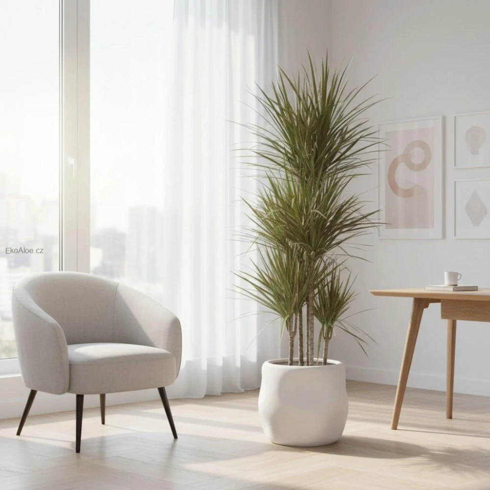 Dracaena marginata Bicolor (dračinec lemovaný)