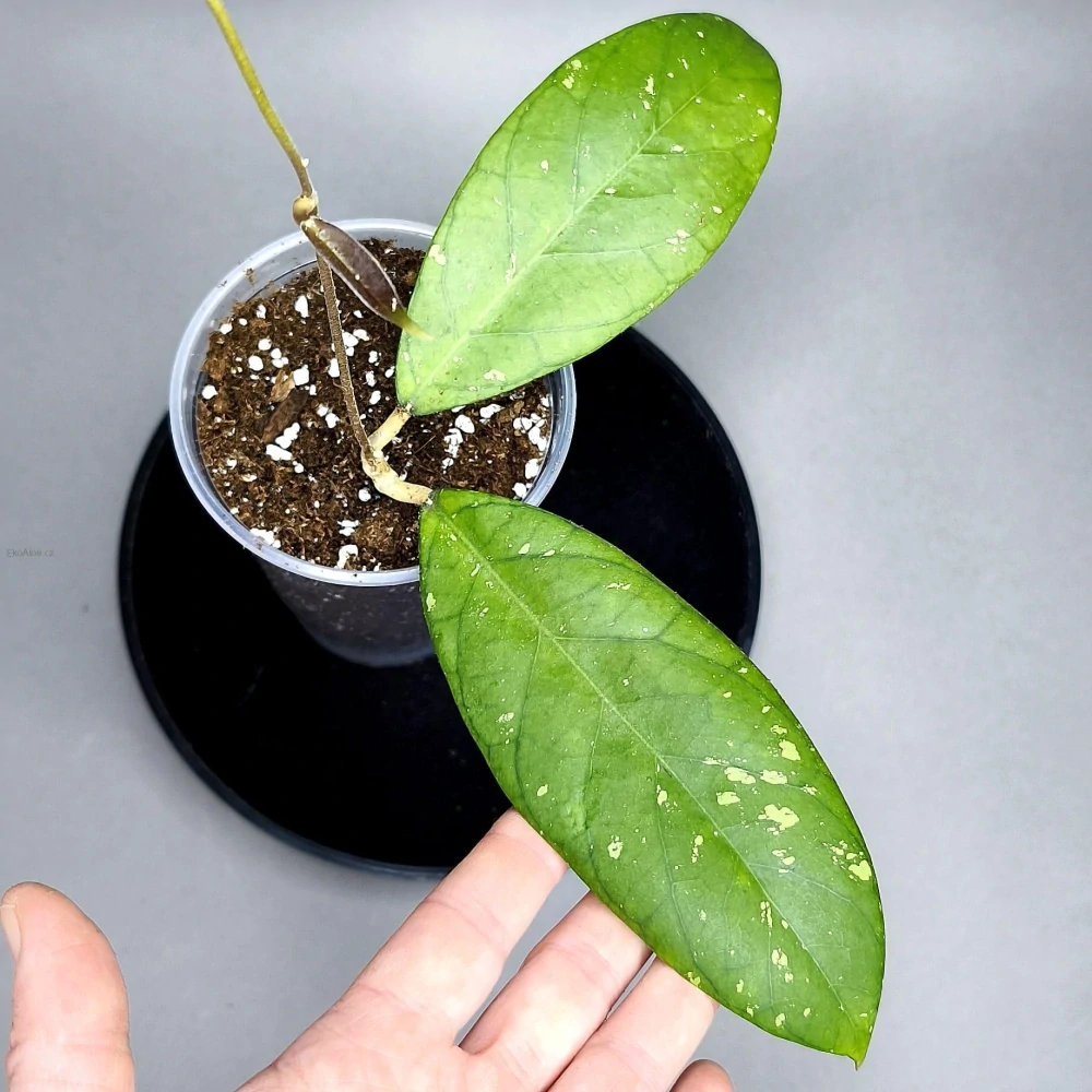 Hoya sp. Sumatra IML 1012