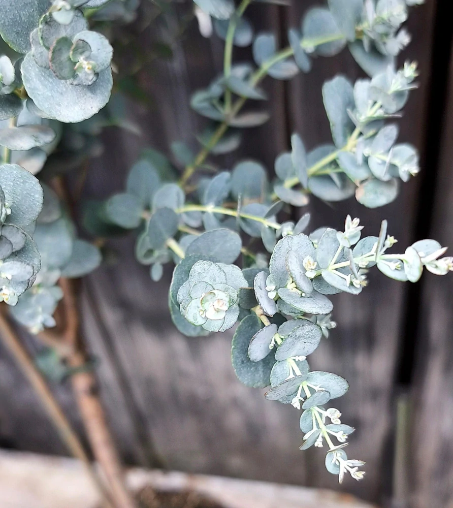 Eucalyptus gunnii AZURA