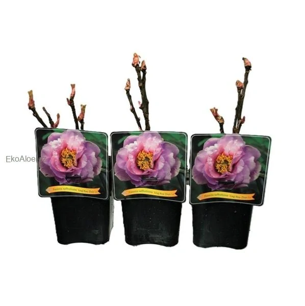  Paeonia suffruticosa Ling Hua Zhan Lu