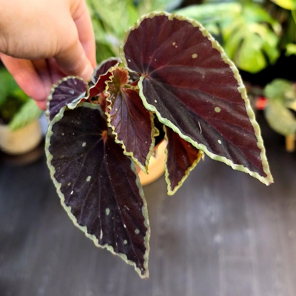 Begonia darthvaderiana