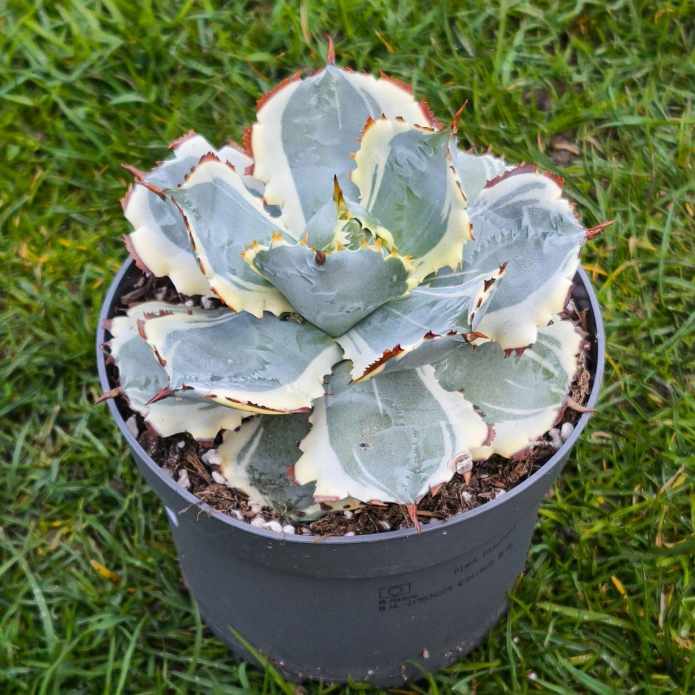 Agave potatorum Kissho Kan