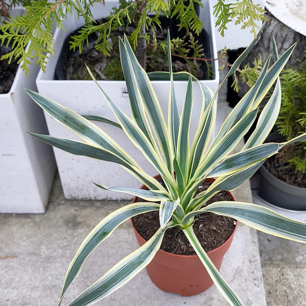 Yucca filamentosa variegata
