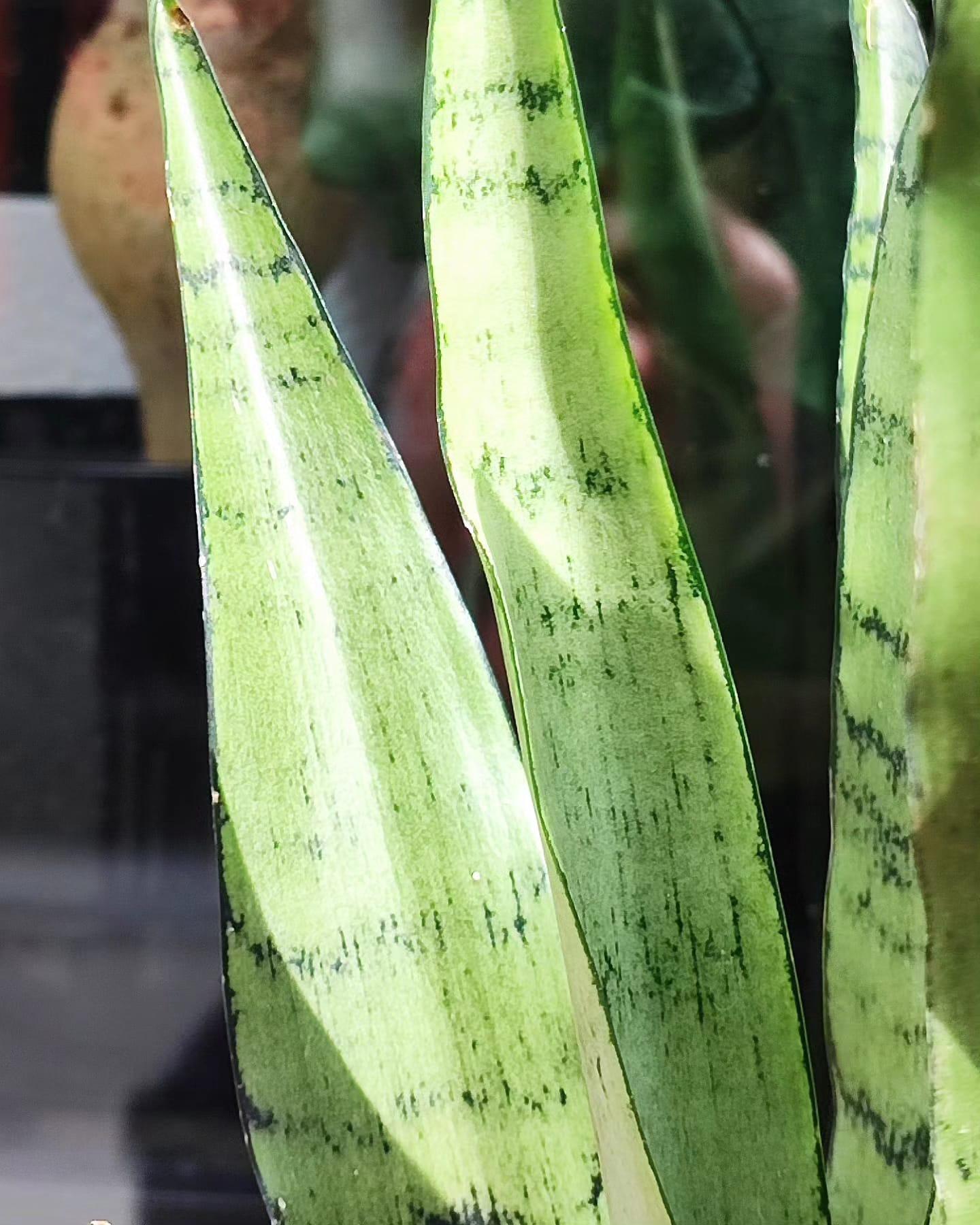 Sansevieria Zeylanika