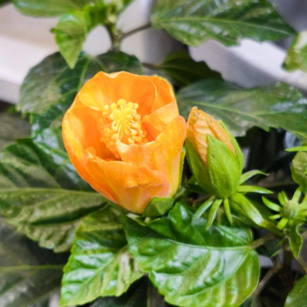 Hibiscus rosa-sinensis ‘Orange’ (ibišek)