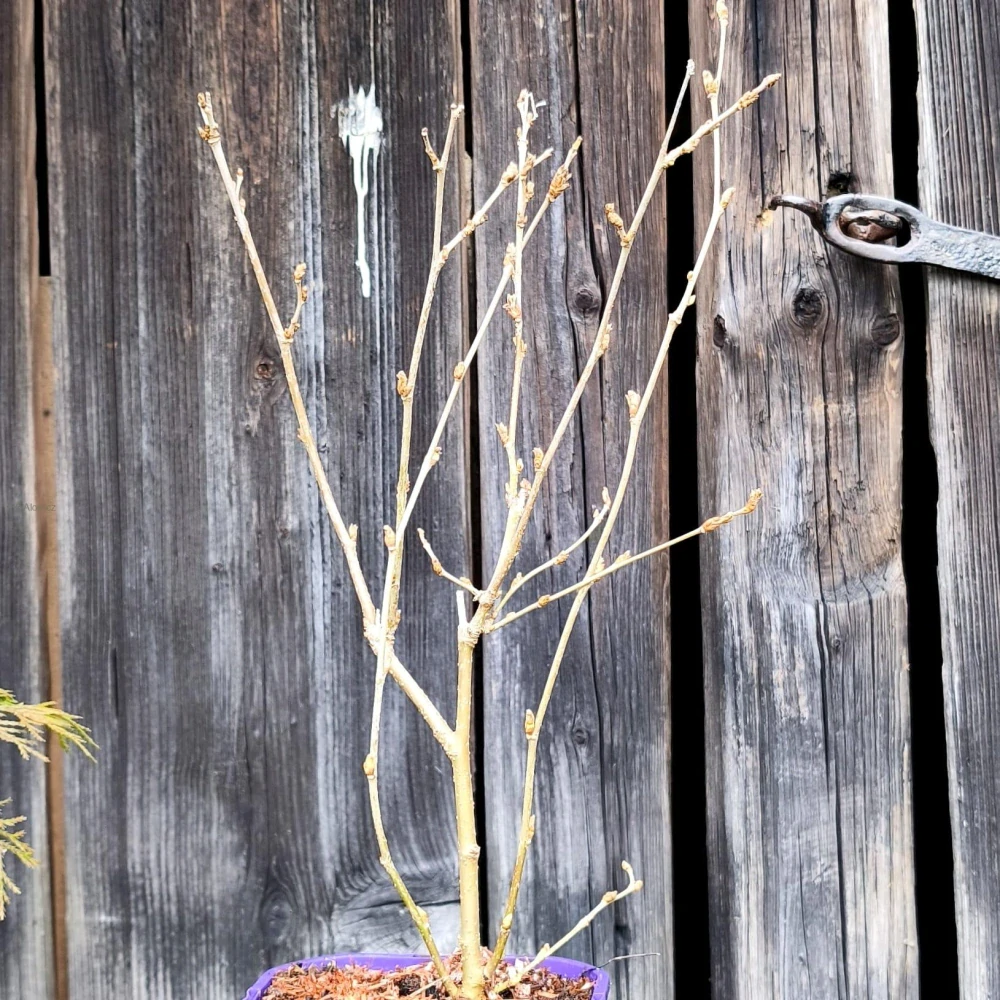 Morušovník černý Full Seasons