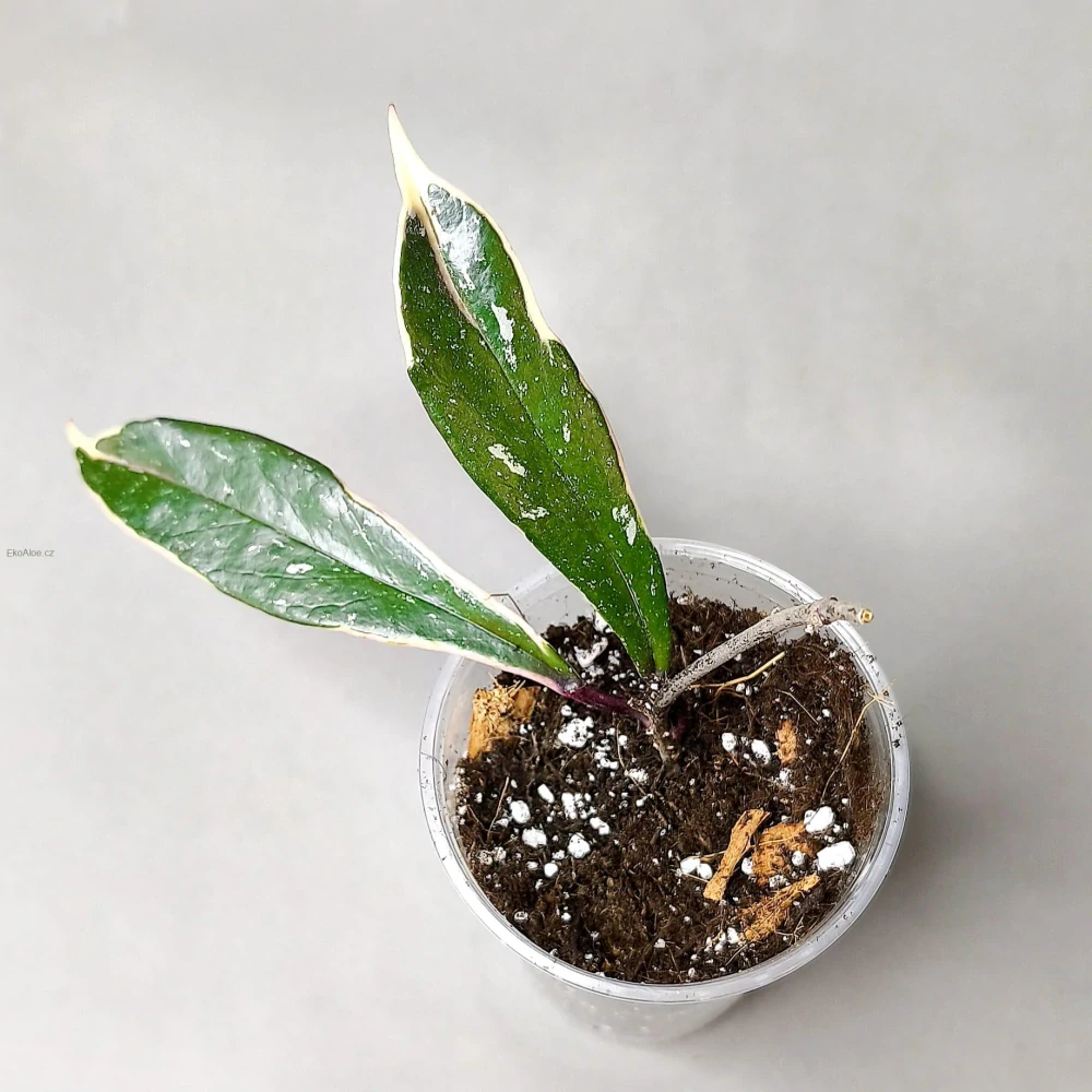 Hoya Pubicalyx Pink Silver albomarginata splash