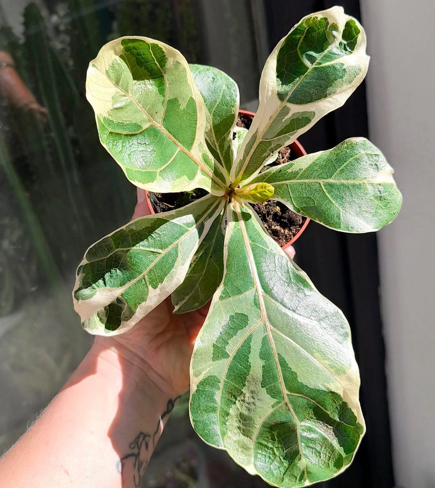 Ficus Lyrata Variegata