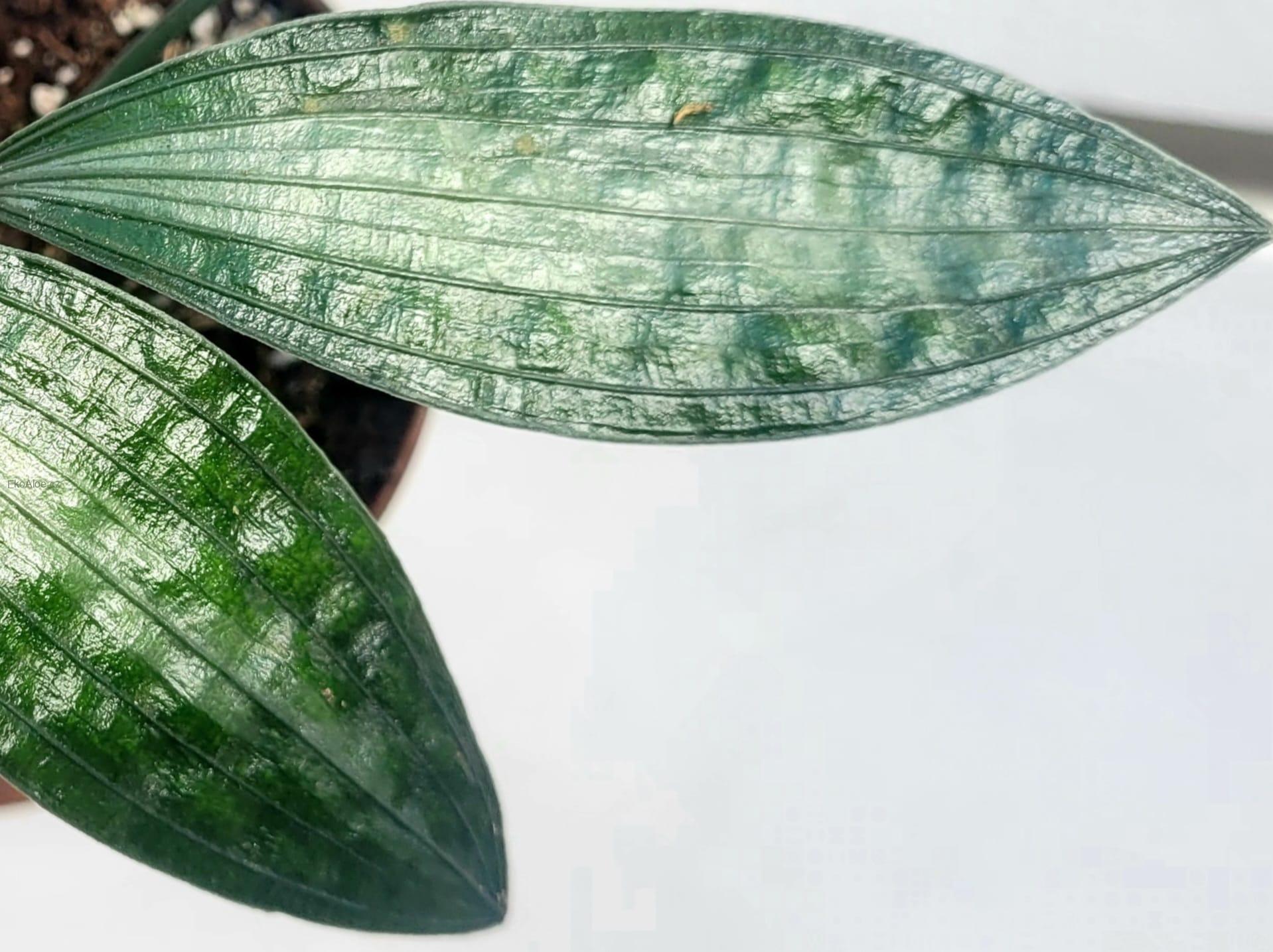 Aspidistra Silver stripe