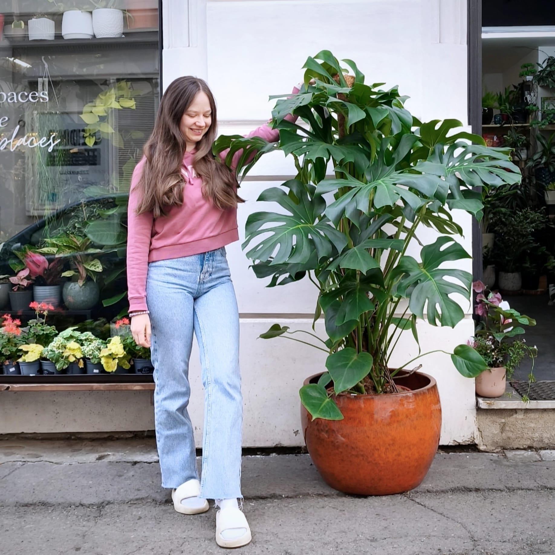 Monstera deliciosa Liebm XXL