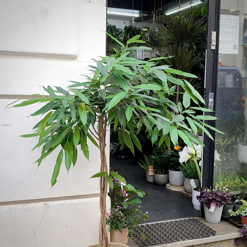 Ficus binnendjikii Amstel King XL