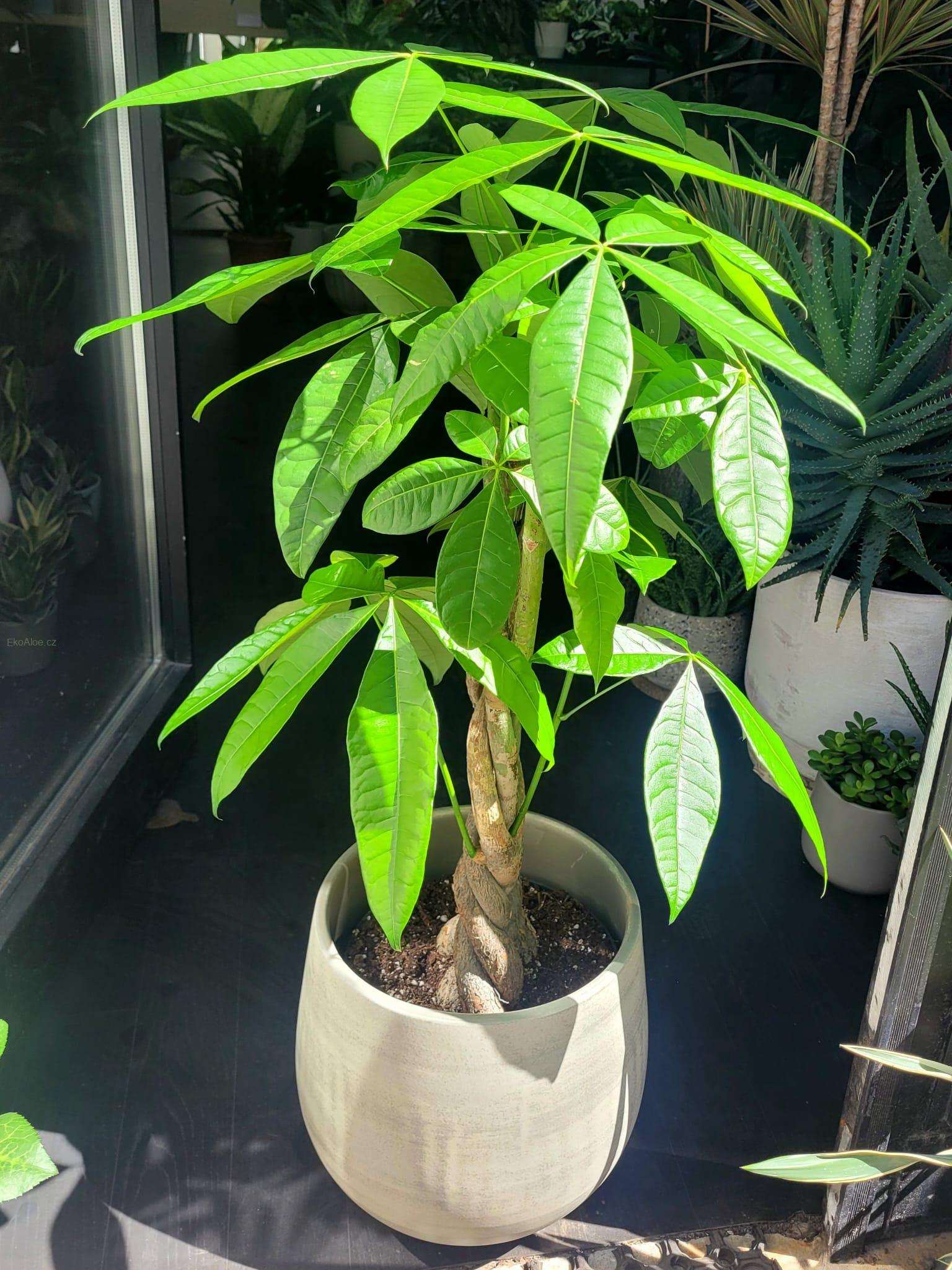 Pachira aquatica XL