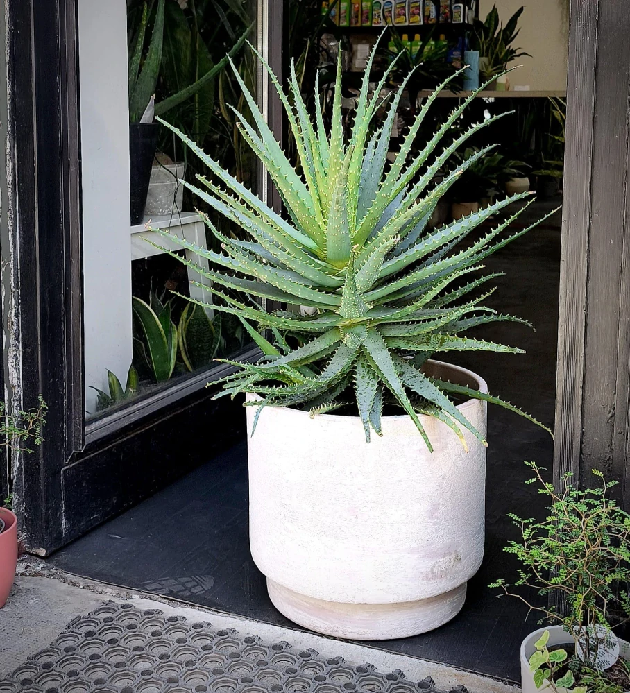 Aloe stromovitá XXL- Aloe arborescens