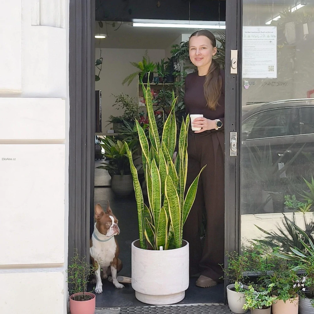 Sansevieria trifasciata Laurentii 3XL