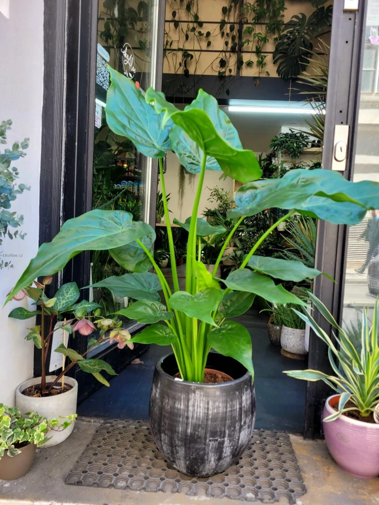 Alocasia Cucullata