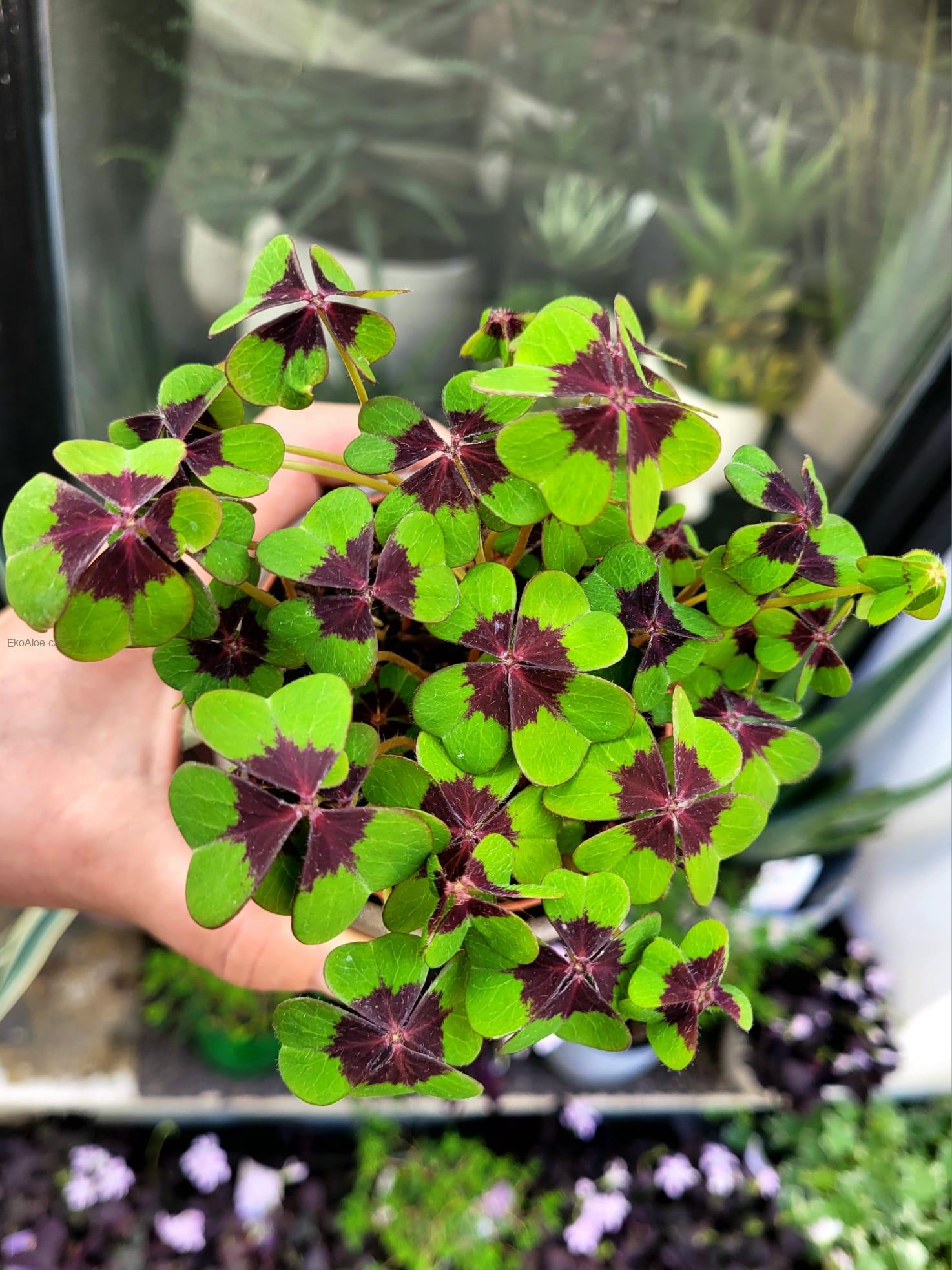Oxalis deppei Geluk Engels