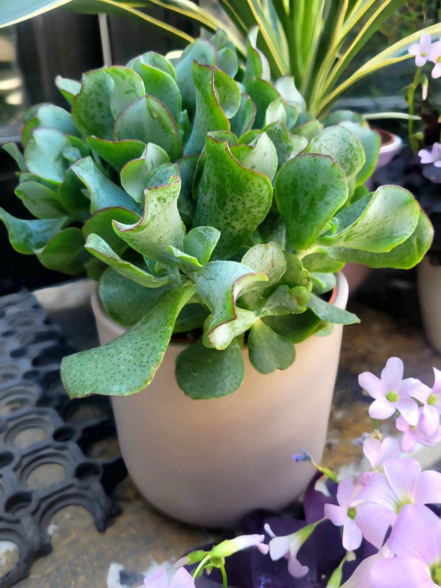 Crassula “Curly Green”