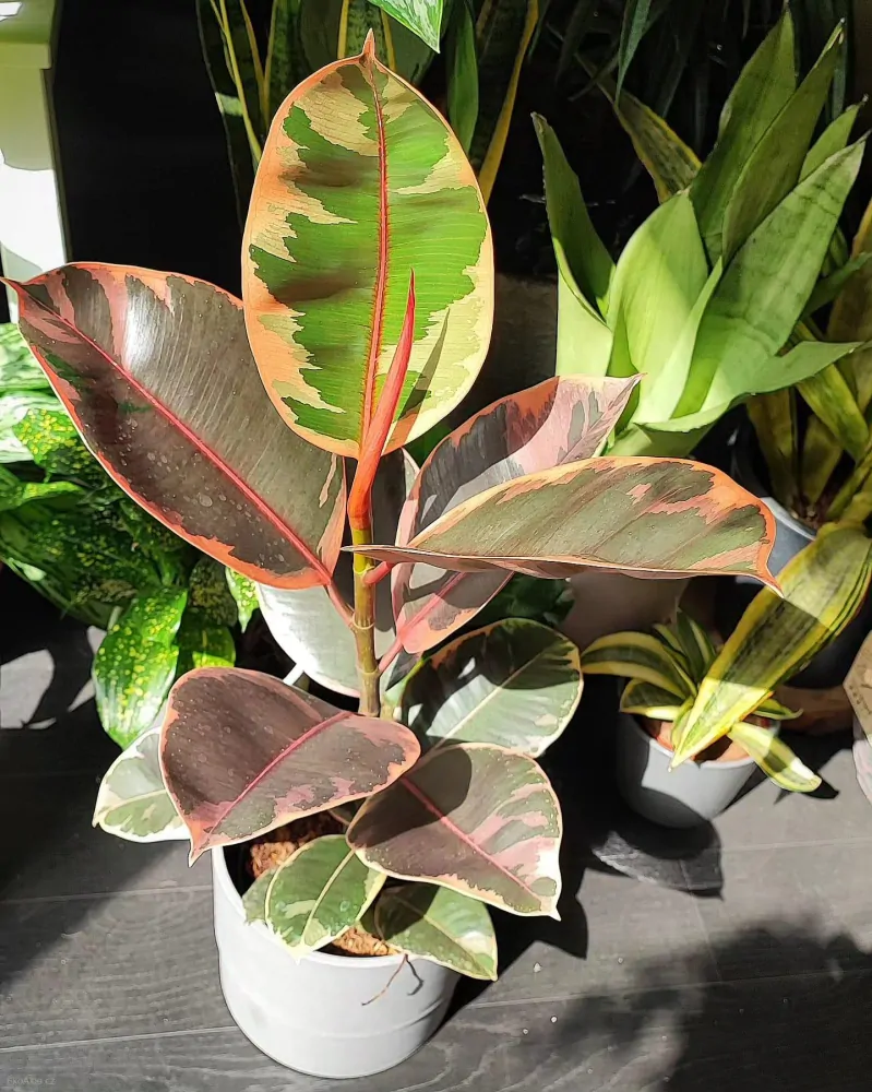 Ficus elastica robusta Belize