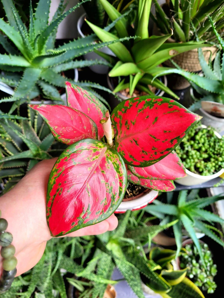 Aglaonema Lucky Red