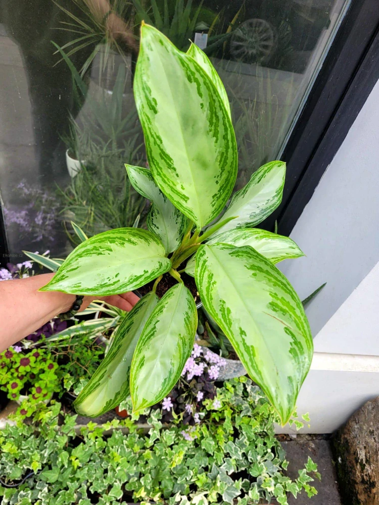 Aglaonema commutatum silver Bay 