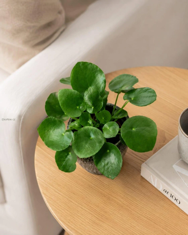 Pilea peperomioides