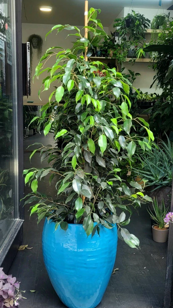 Ficus Benjamina Danielle