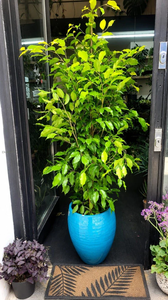 Ficus Benjamina Golden Moique XXL